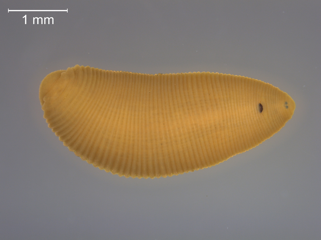 Helobdella stagnalis